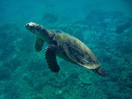 nosy tany kely;snorkcling spot,diving,beach ;marine park,nosy be tourist,trips;guide,excursion;MADAGASCAR